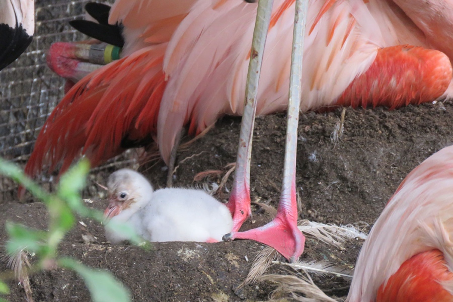 tennojizoo_chillyflamingo1 | Lmaga.jp 1日齢のチリーフラミンゴ(写真提供:天王寺動物園)