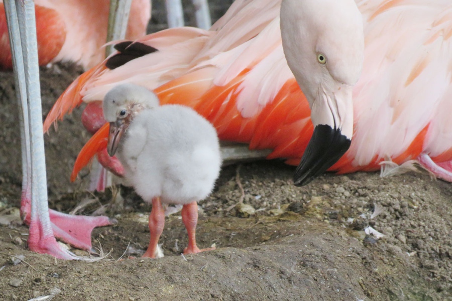 tennojizoo_chillyflamingo4 | Lmaga.jp 4日齢のチリーフラミンゴ(写真提供:天王寺動物園)