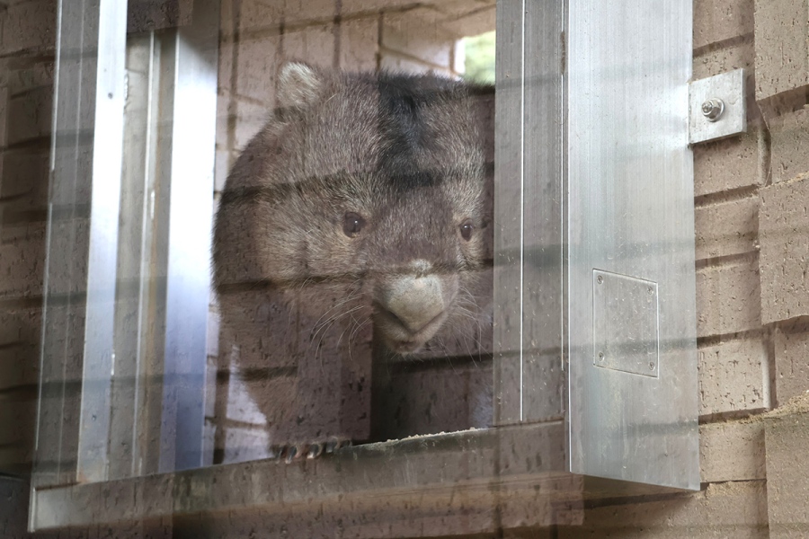 wombat_wedding8 | Lmaga.jp カップルをじっと見つめるフクちゃん(10月18日撮影、五月山動物園)