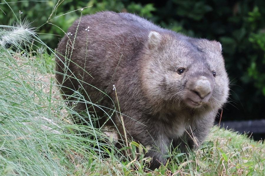 wombatday_2026_15 | Lmaga.jp 「ウォンバット総選挙」で1位に選ばれたフクちゃん(10月18日撮影、五月山動物園)
