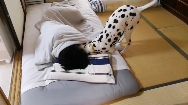 吠えたり噛んだりせず、黙々とハイテンションに飼い主さんを起こすケイトちゃん（動画からキャプチャー／提供：megumesianさん）