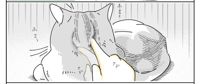 猫さんの後頭部の誘惑（提供：キュルZさん）