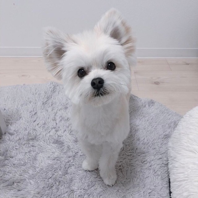 びっくりして耳が漫画みたいになった犬 なぜ 意外な理由と可愛い姿に ミッフィーみたい 拡散希望 おもしろネタ