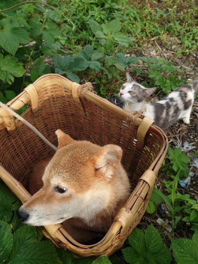 この直後、一触即発の場面が…（提供：柴桜 三朗太さん）