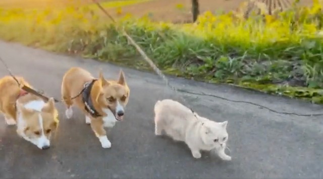 猫ちゃんのお散歩速度が犬より早い！？（動画からキャプチャー／提供：ちい むう ととろ　Chi Mu Totoroさん）