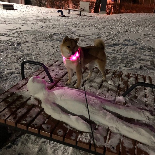 夜の公園で「雪のミイラ」と遭遇した柴犬、ルカくん（提供：Luca 2229さん）
