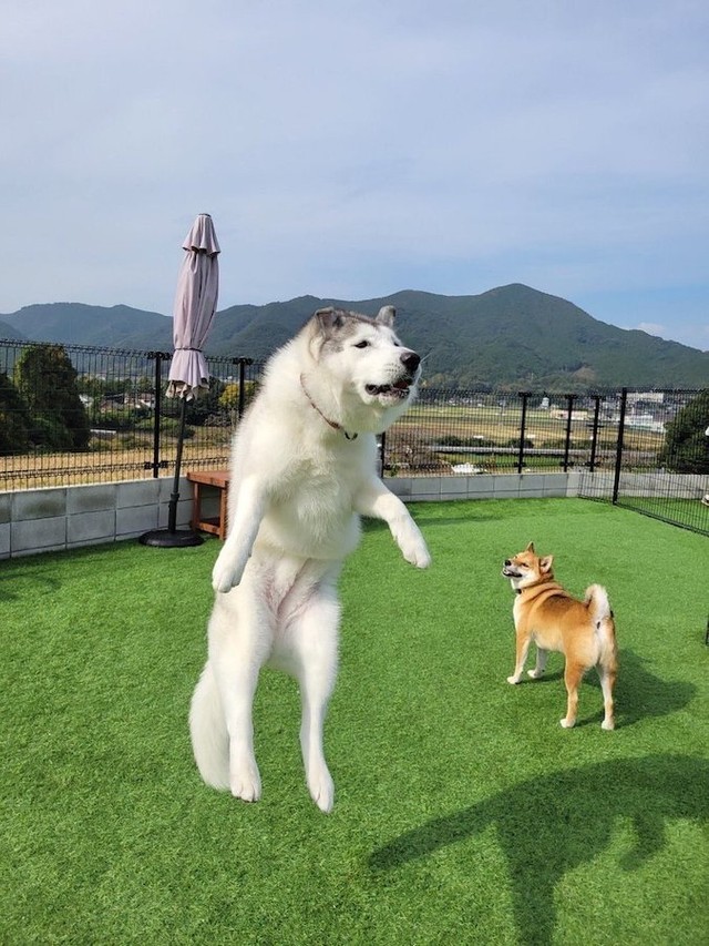 右は柴犬、左は何かな？（提供：おこめつぶさん）