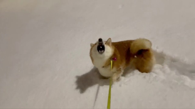 「雪を…パクッ！」（動画からキャプチャー／提供：柴犬ハルさん）