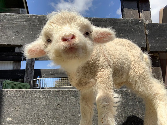 赤ちゃんの頃のひまりちゃん（提供：淡路ファームパーク　イングランドの丘【公式】）