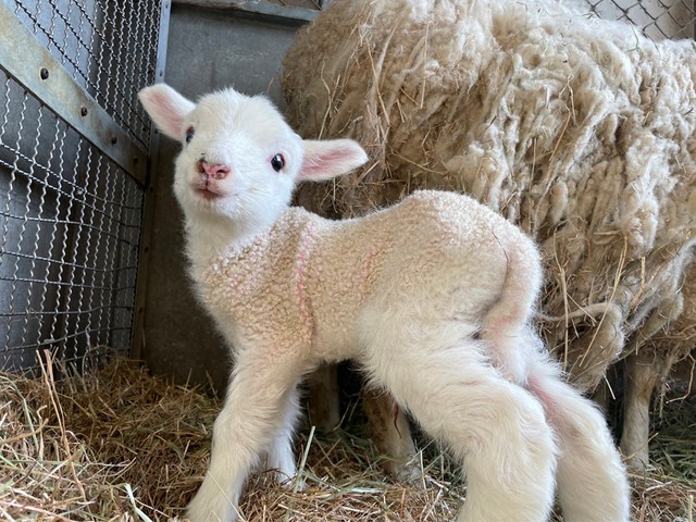 真っ白な羊の赤ちゃんに癒やされる なんて可愛いんでしょう ぬいぐるみみたい と連日話題に 拡散希望 おもしろネタ