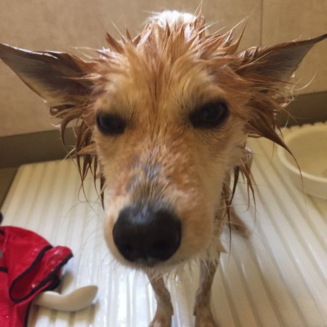 「犬のみんな気をつけて！年末 僕らはお風呂に入れられる！」（提供：雑種犬はいいぞ すべての犬はいいぞさん）