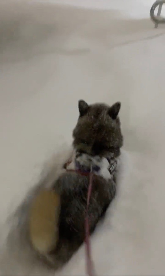 大雪の中を掘り進む花ちゃんの「柴犬ラッセル」（動画からキャプチャー／提供：あずはな@柴犬さん）