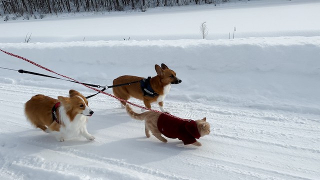 コーギーたちよりも早く雪道を猛ダッシュする、ととろちゃん（提供：ちい むう ととろ　Chi Mu Totoroさん）