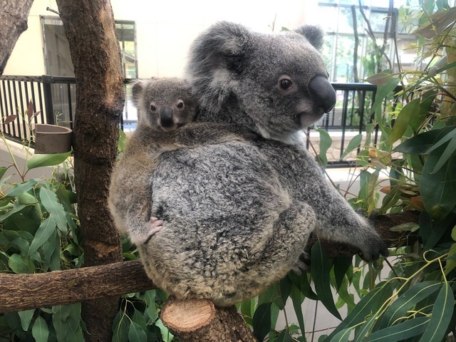 動物園の コアラ丼 ってなに 赤ちゃんコアラに悶絶 どっちがぬいぐるみかわかんな い 拡散希望 おもしろネタ