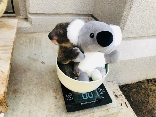 これが噂のコアラ丼です！かわいい！（提供：鹿児島市平川動物公園）