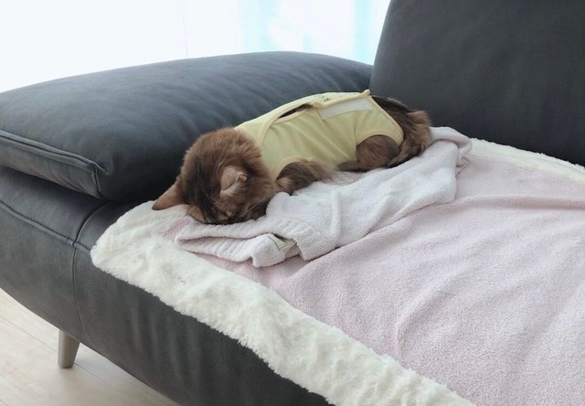 退院直後、飼い主さんの洋服に顔をうずめるようにして眠るホタテちゃん（提供：ホタテ@ソマリさん）