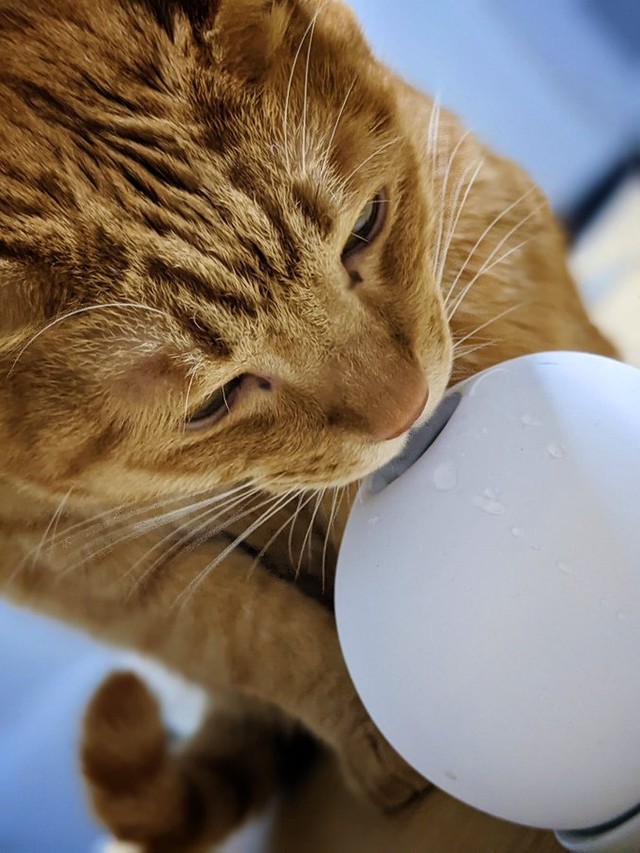 加湿器の水が減ると思ったら…そうでしたか…（提供：アンゼリカ∥ユウさん)