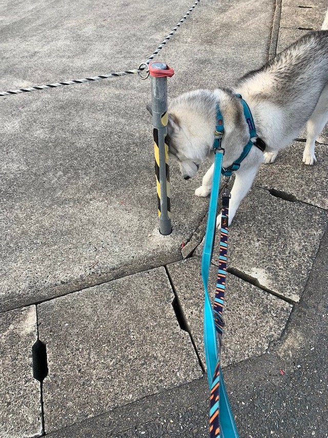 目を瞑って隠れてる…つもりのハスキー犬、琥珀くん（提供：misaさん）