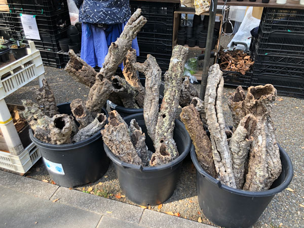 靱公園の 秋の植木市 に行ってきました 大阪市西区の役立つ生活情報 ニシクル 靱公園の 秋の植木市 に行ってきました 大阪市西区の役立つ生活情報 ニシクル